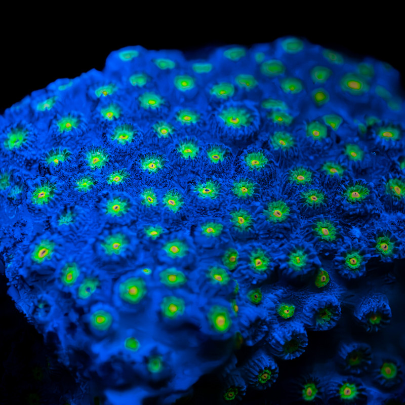 Materiale filtrante - Australian Coral