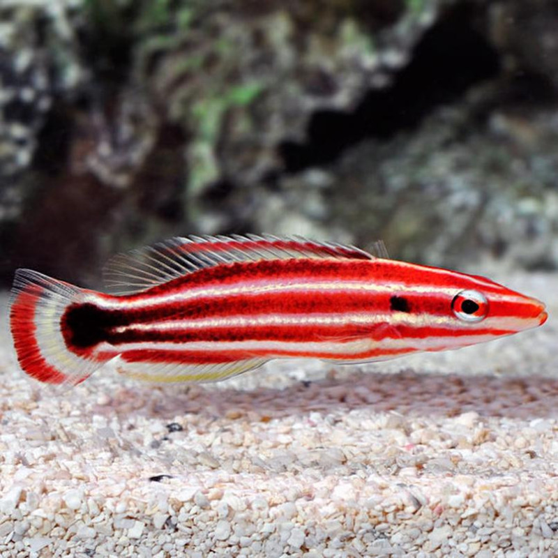 Bodianus sepiacaudus- Candy Cane Hogfish