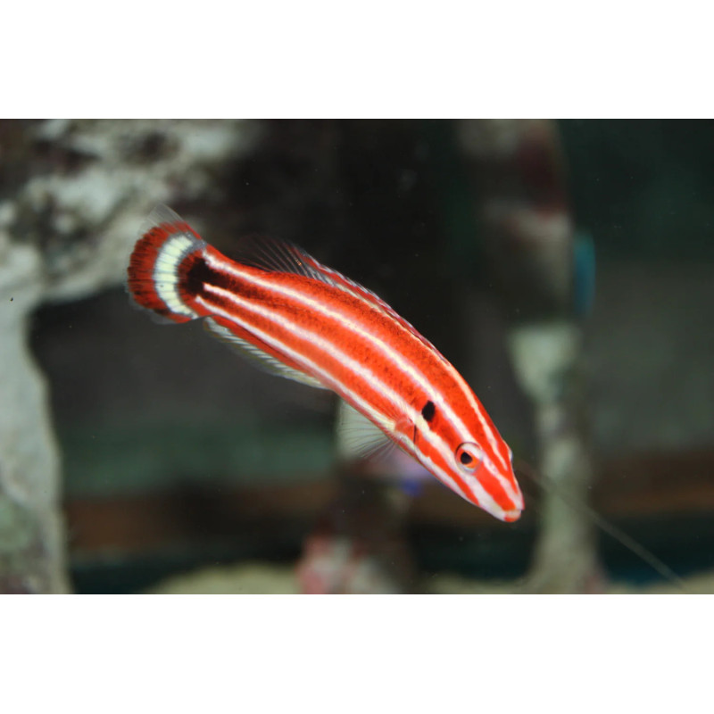 Bodianus sepiacaudus- Candy Cane Hogfish