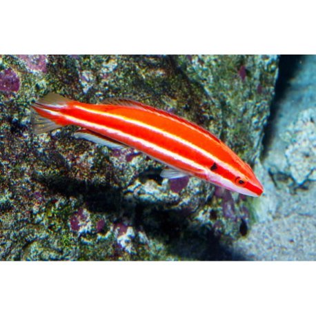Bodianus sepiacaudus- Candy Cane Hogfish