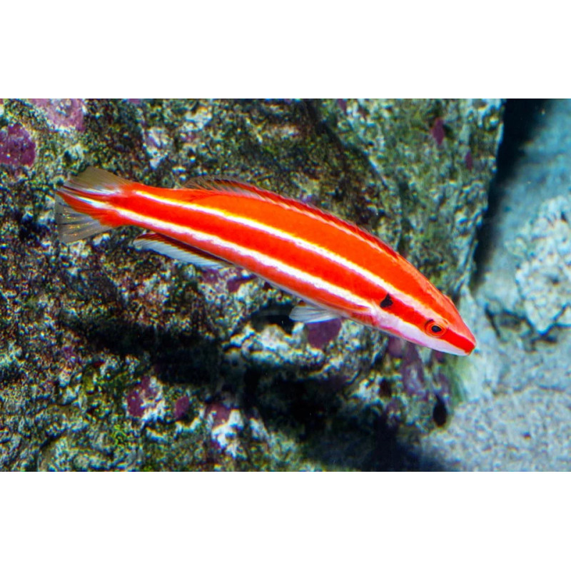 Bodianus sepiacaudus- Candy Cane Hogfish