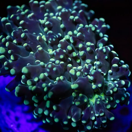 Euphyllia parancora Gold