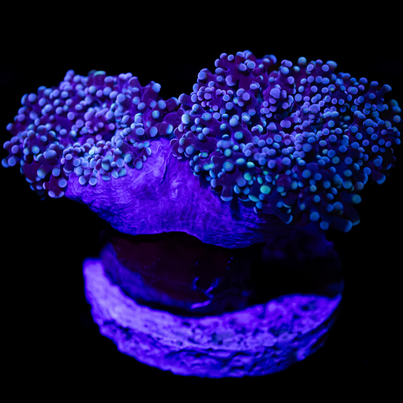 Euphyllia yaeyamaensis Blue II