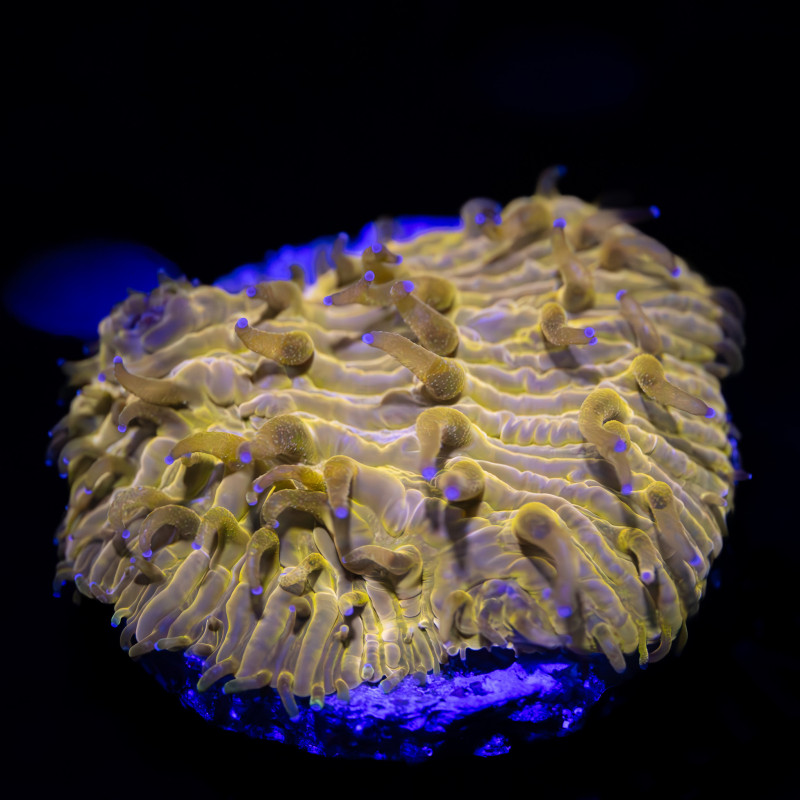 Fungia Sp. Orange FRAG (WYSIWYG)