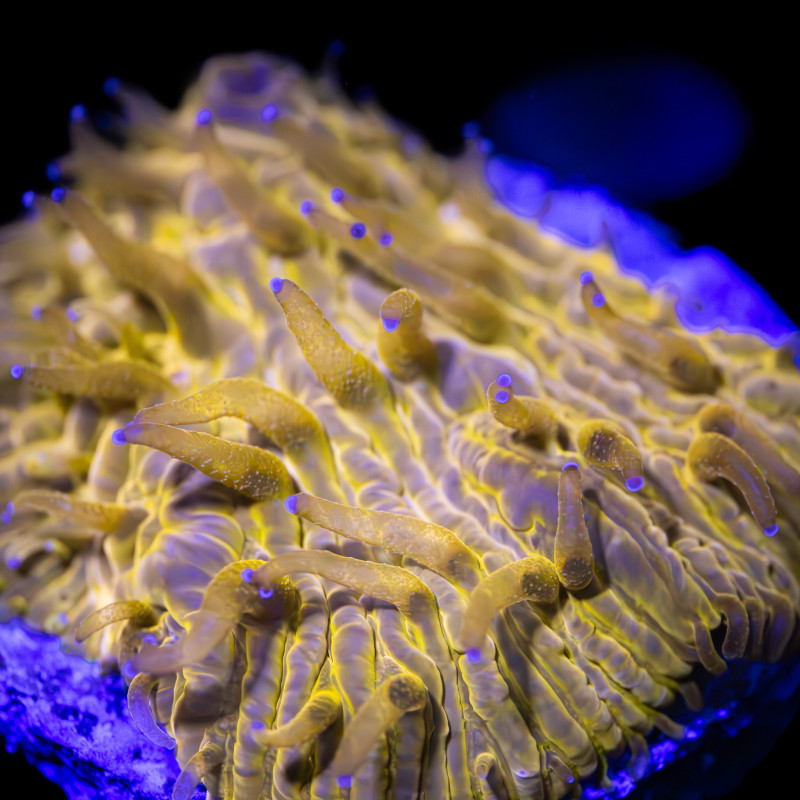 Fungia Sp. Orange FRAG (WYSIWYG)