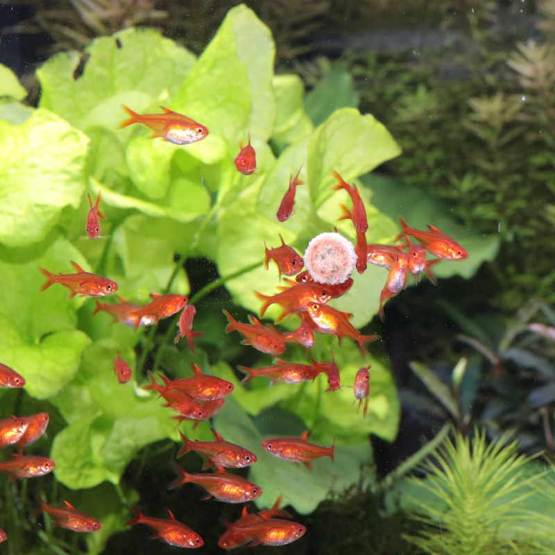 JBL ProNovo Tab JBL ProNovo Tab