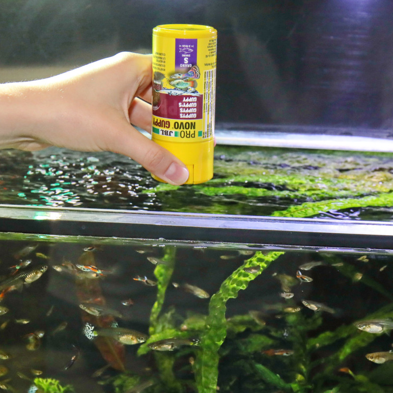 JBL ProNovo Guppy