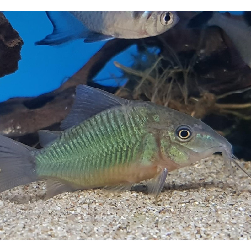 Corydoras splendens - Emerald Brochis