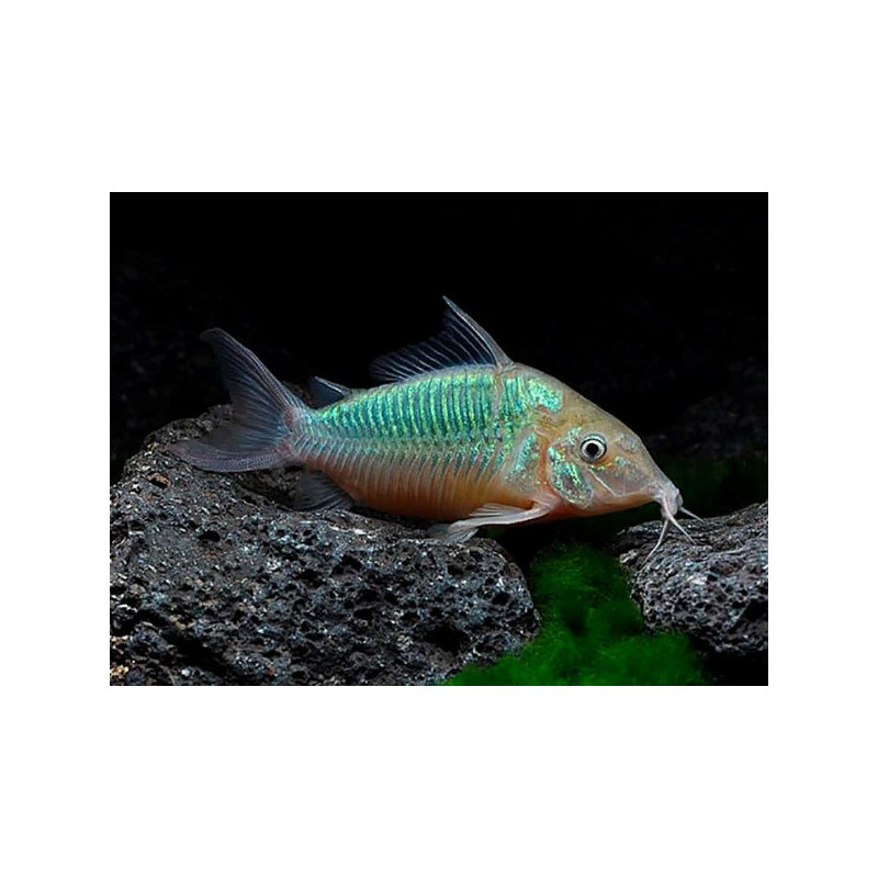 Corydoras splendens - Emerald Brochis