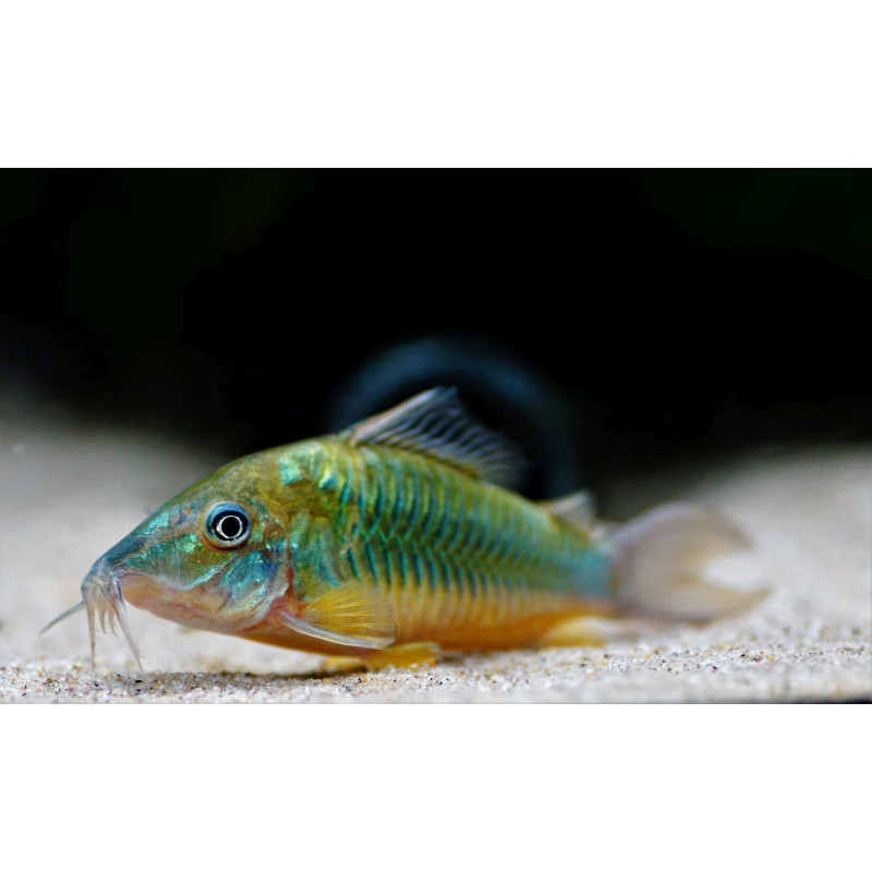 Corydoras splendens - Emerald Brochis