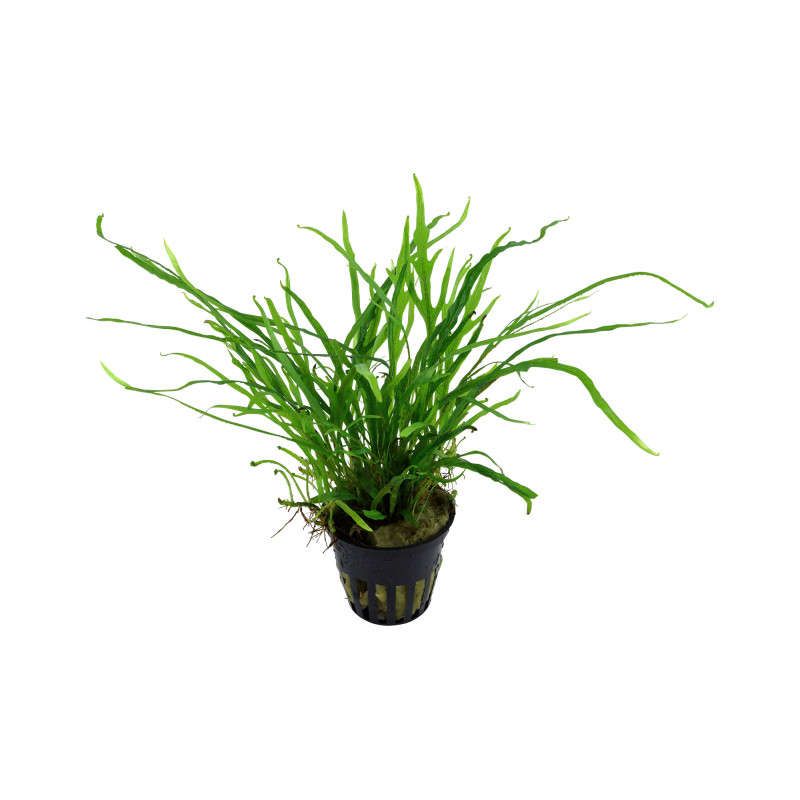 Microsorum Pteropus Trident