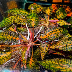 Cryptocoryne nurii Cryptocoryne nurii