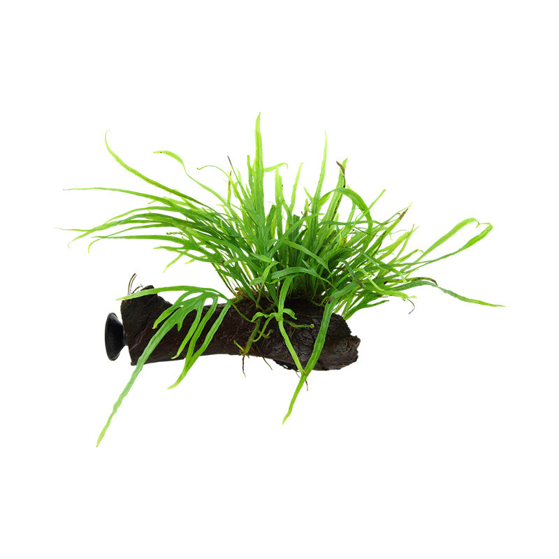 Microsorum pteropus Trident c/ventosa