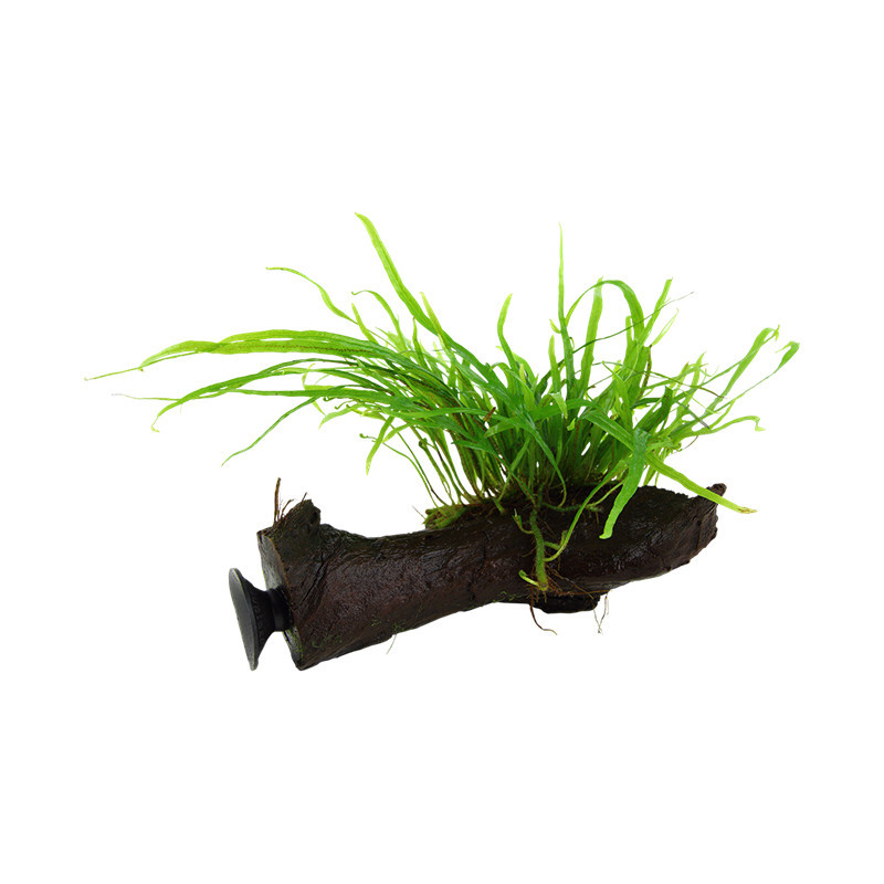 Microsorum pteropus Trident c/ventosa Microsorum pteropus Trident c/ventosa