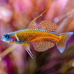 Arco-íris Red Neon Blue Eye - Pseudomugil luminatus Arco-íris Red Neon Blue Eye - Pseudomugil luminatus