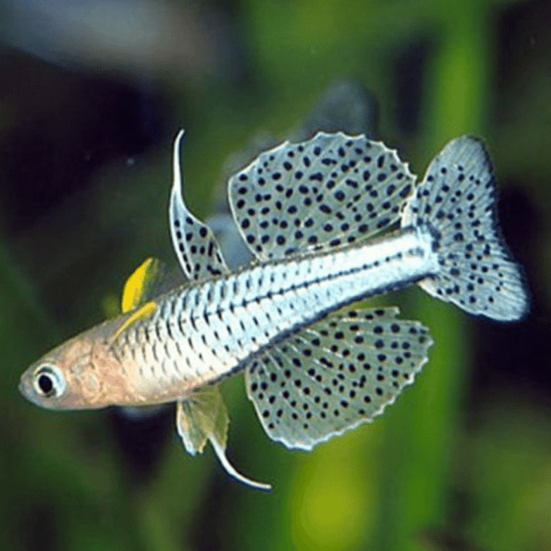 Arco iris de ojos azules manchados XL - Pseudomugil gertrudae