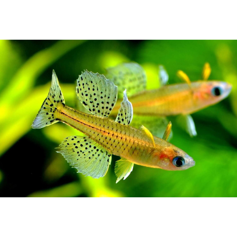 Arco iris de ojos azules manchados XL - Pseudomugil gertrudae