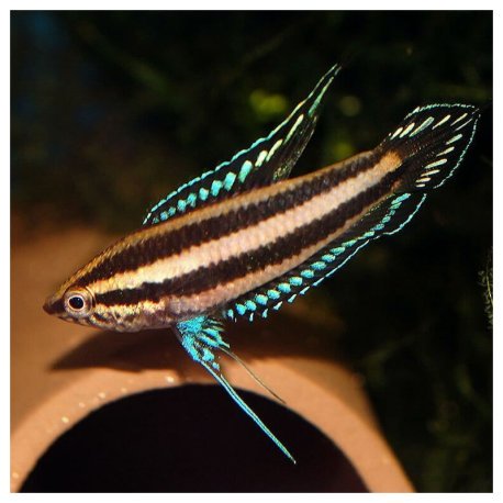 Gourami Alcaçuz - Parosphromenus deissneri