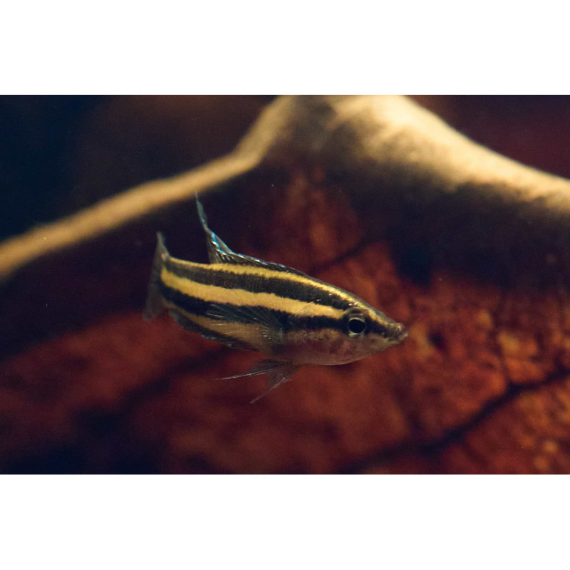 Gourami Alcaçuz - Parosphromenus deissneri