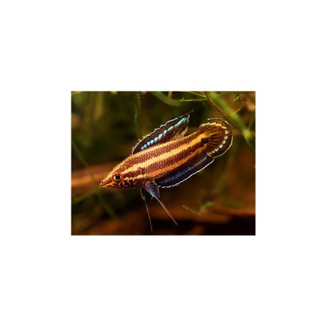 Gourami Alcaçuz - Parosphromenus deissneri