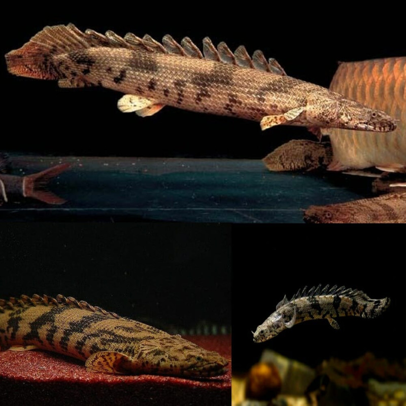 Saddled Bichir - Polypterus endlicheri 10-12cm