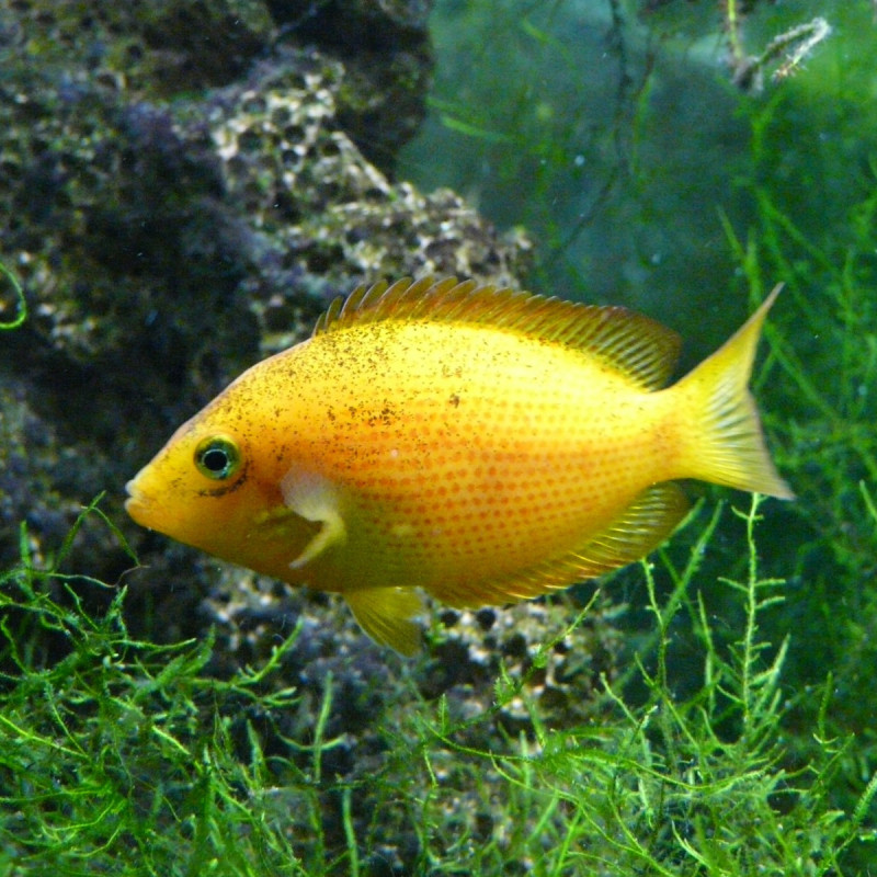 Etroplus maculatus - Orange Chromide