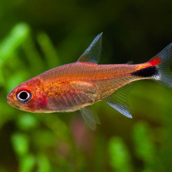 Axelrodia riesei - Ruby Tetra Axelrodia riesei - Ruby Tetra