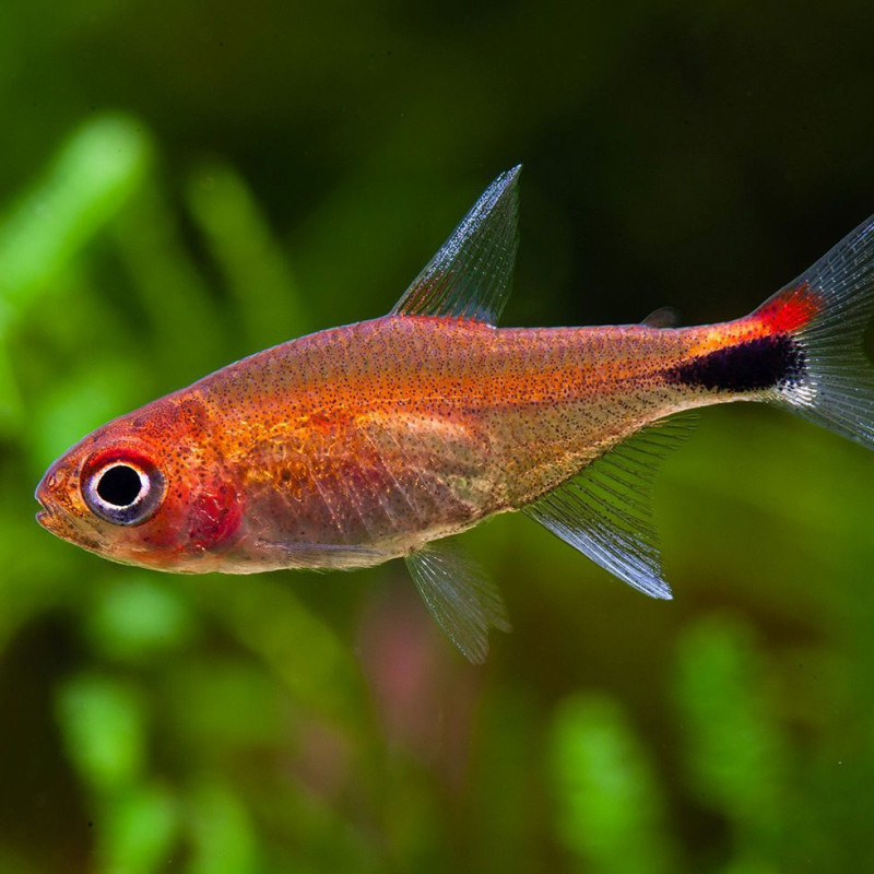 Axelrodia riesei - Ruby Tetra