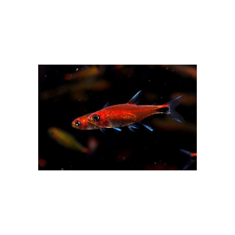 Axelrodia riesei - Tetra Ruby