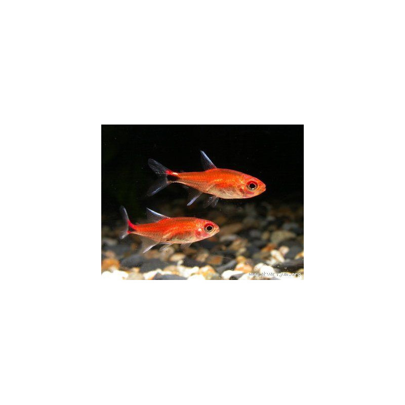 Axelrodia riesei - Tetra Ruby