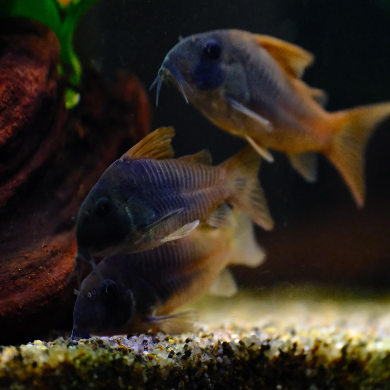 Corydoras Concolor - Slate Cory - AquaOrinoco