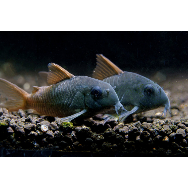 Corydoras Concolor - Slate Cory - AquaOrinoco