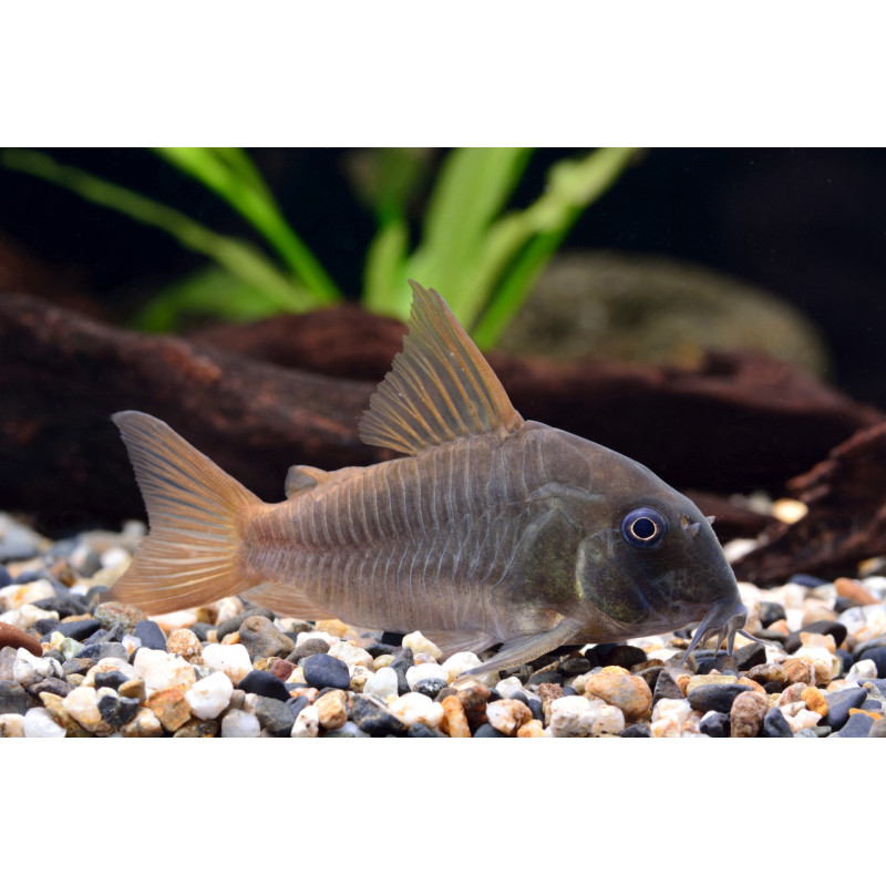 Corydoras concolor - Slate Cory