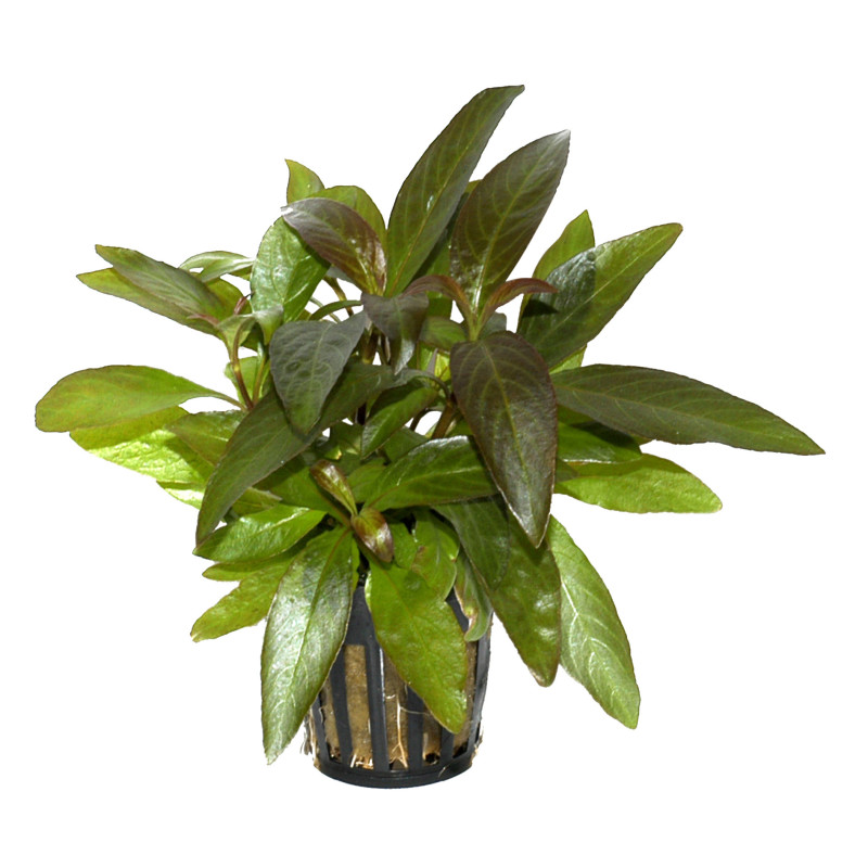 Hygrophila stricta Narrow