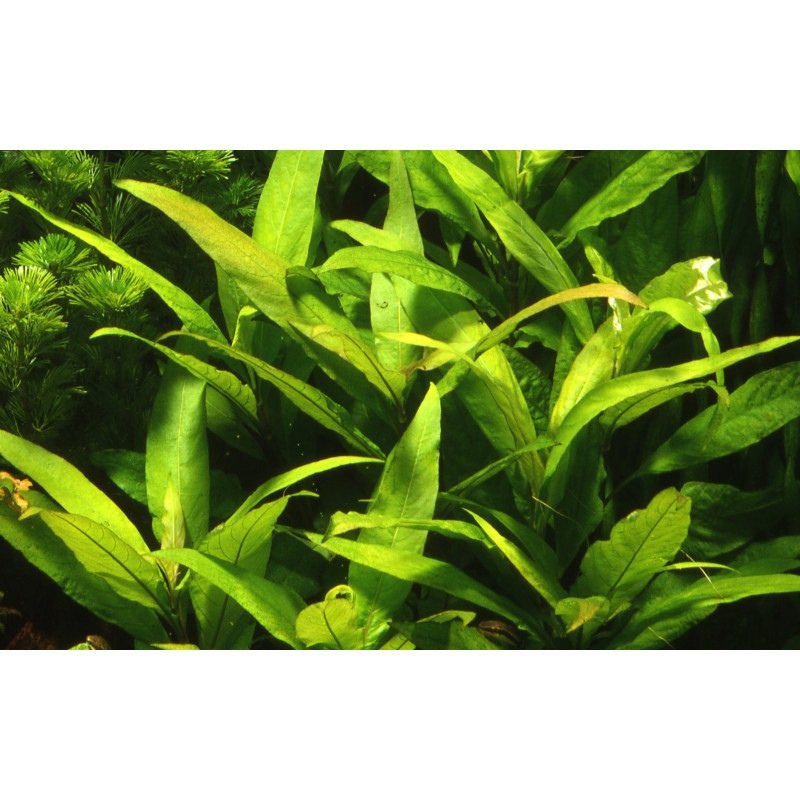 Hygrophila stricta Narrow