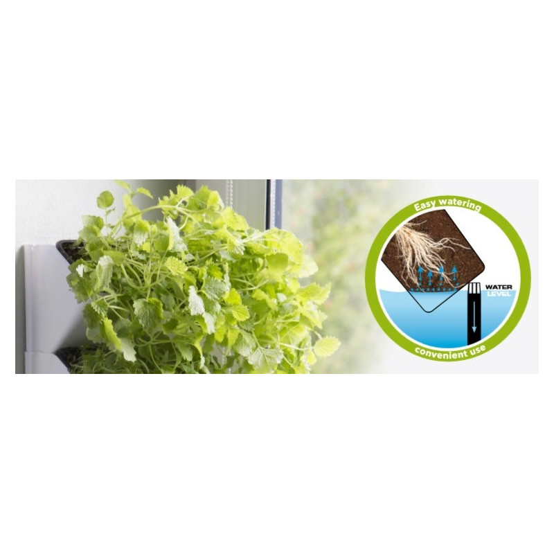 Aquael Versa Garden Herbs