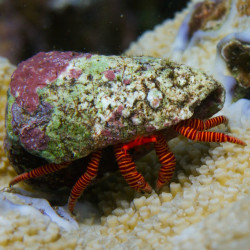 Ciliopagurus strigatus - Halloween Hermit Crab Ciliopagurus strigatus - Halloween Hermit Crab
