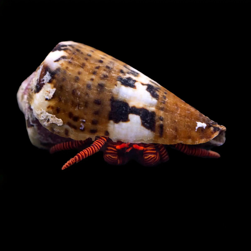 Ciliopagurus strigatus - Halloween Hermit Crab Ciliopagurus strigatus - Halloween Hermit Crab