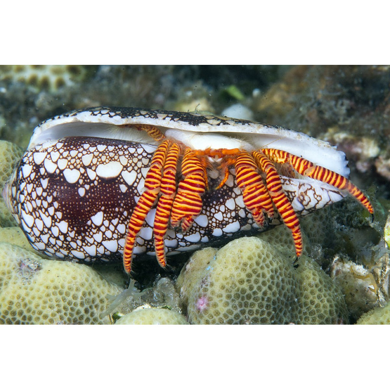 Ciliopagurus strigatus - Halloween Hermit Crab