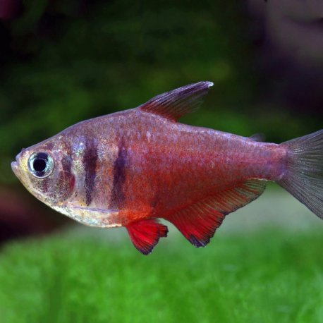 Tetra Flame 2.5cm - Hyphessobrycon flammeus