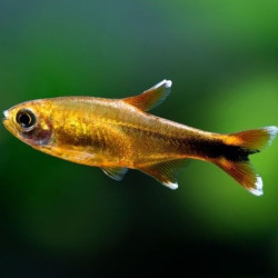 Hasemania nana - Silvertip Tetra Hasemania nana - Silvertip Tetra