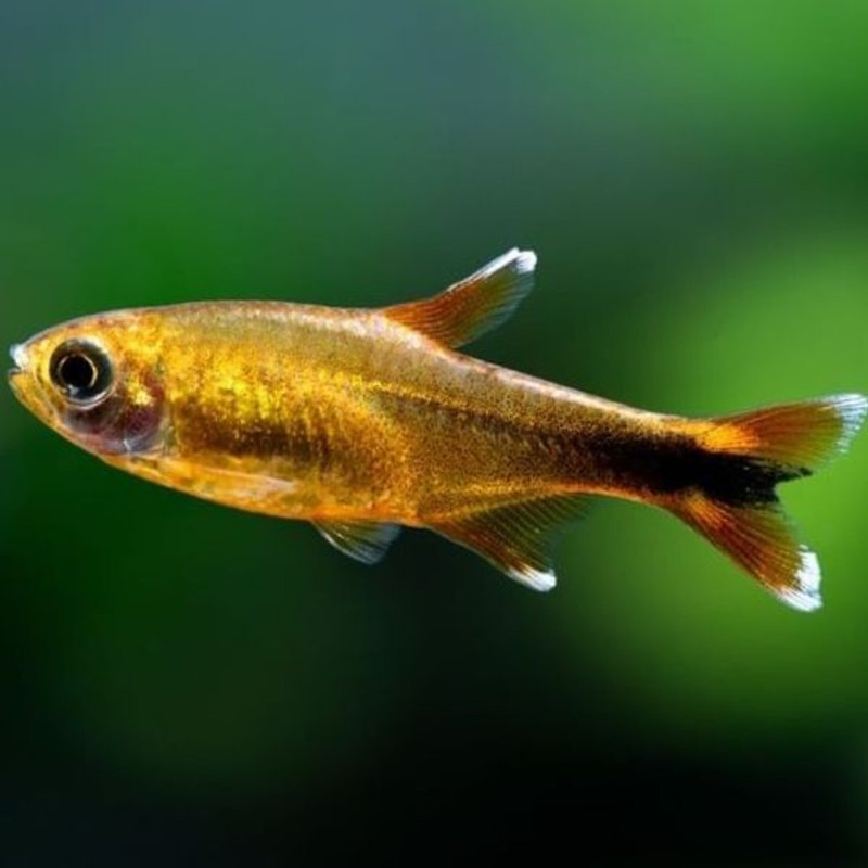 Hasemania nana - Silvertip Tetra