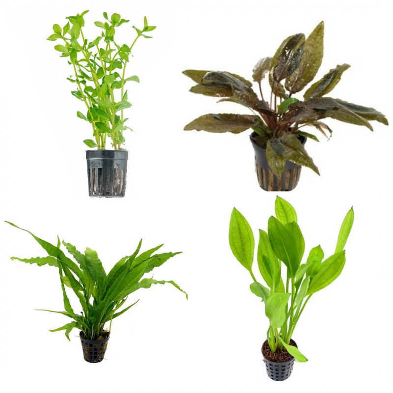 Pack plantas fácil manutenção (B. caroliniana + L. sessiflora + H. compact + M. pteropus)