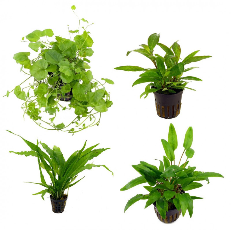 Pack plantas fácil manutenção (B. caroliniana + E. Bleherae + C. wendtii Green + H. siamensis)