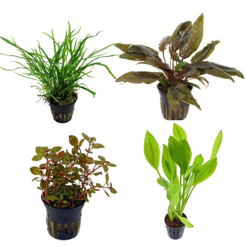 Pack Low Maintenance Plants III