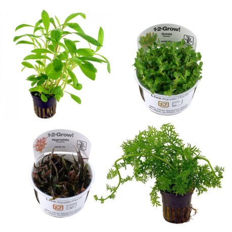 Pack plantas média manutenção (M. Monte Carlo + E. harbich + L. palustris Red + S. repens)