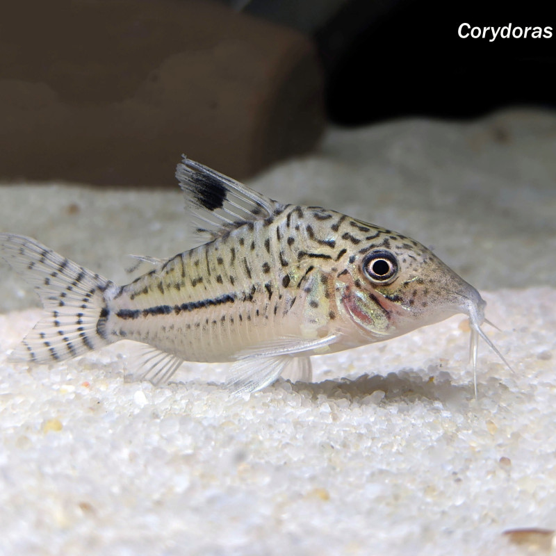 Corydoras leopardus C102 XL