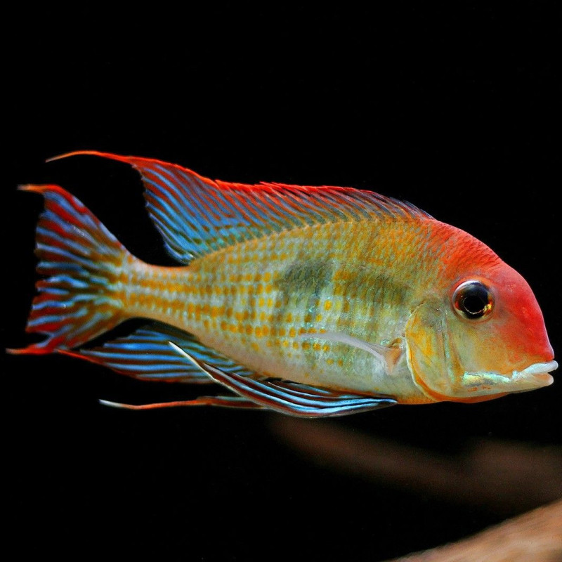 Geophagus sp. Red Head Tapajós