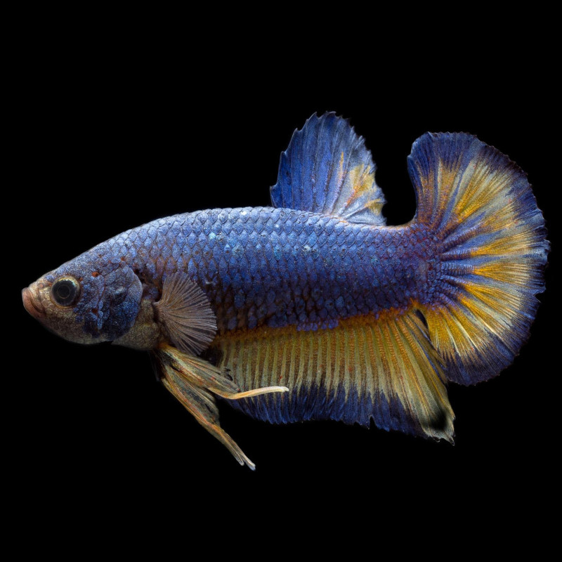Betta Half Moon WYSIWYG