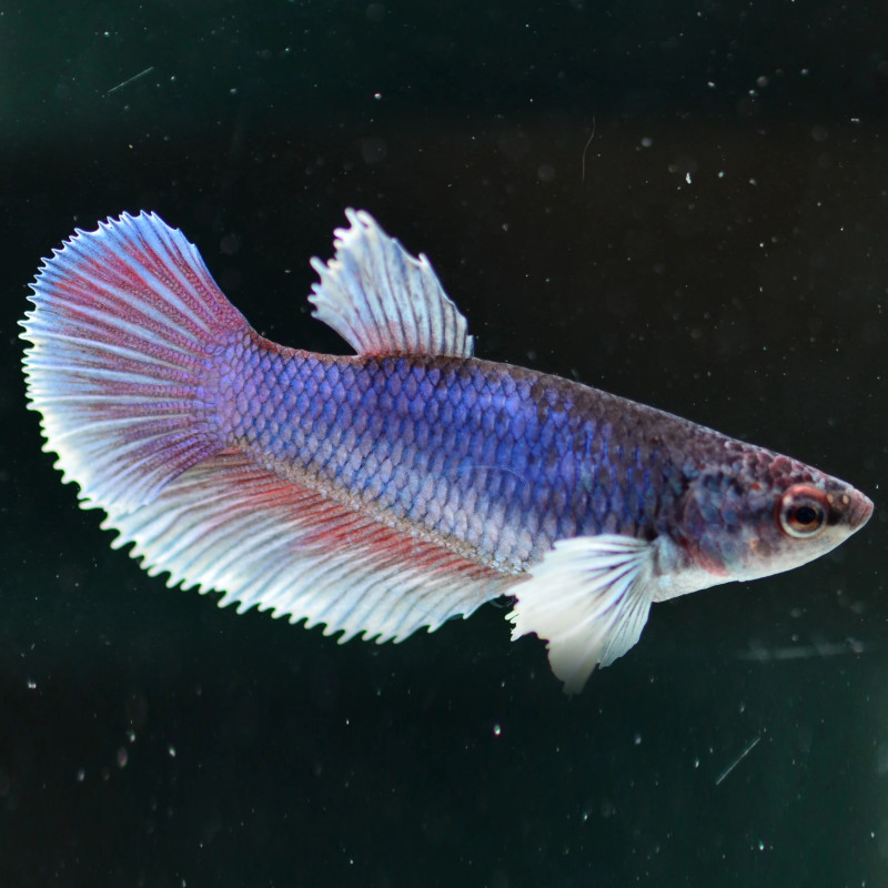 Betta fêmea Super Delta Dumbo - Betta splendens